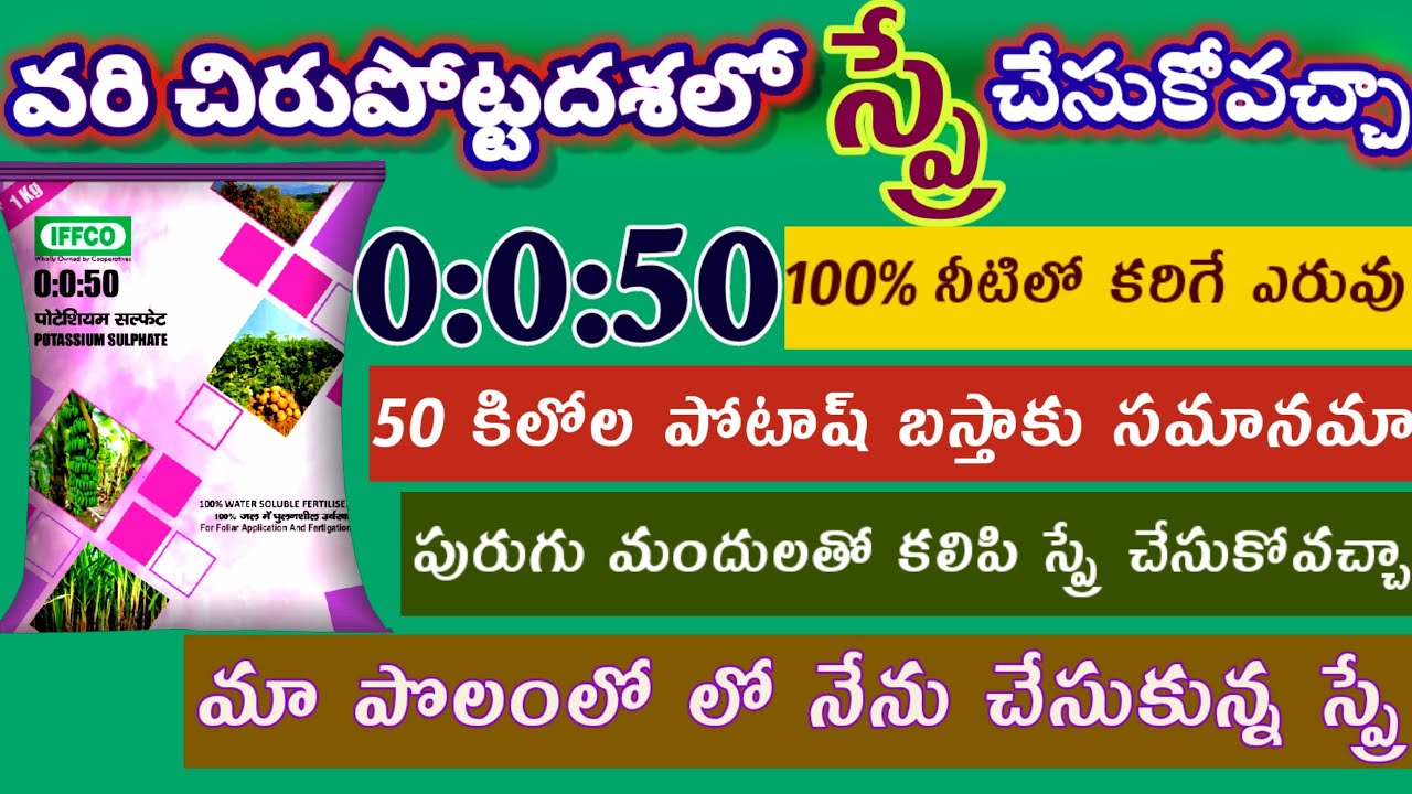 వరి లో పోటాష్ | water soluble potash | 0-0-50 | sulphate of potash |