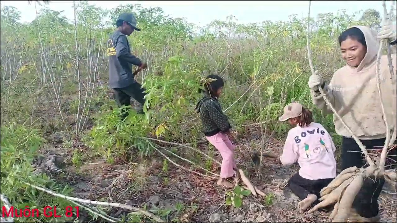Tệp tục chều sẽ cuộc sống thường ngày của bà con làm mì tươi ở lòng hồ nhé 