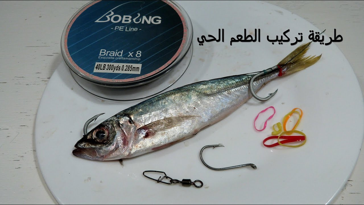 طريقة تركيب الطعم الحي/live bait fishing rig