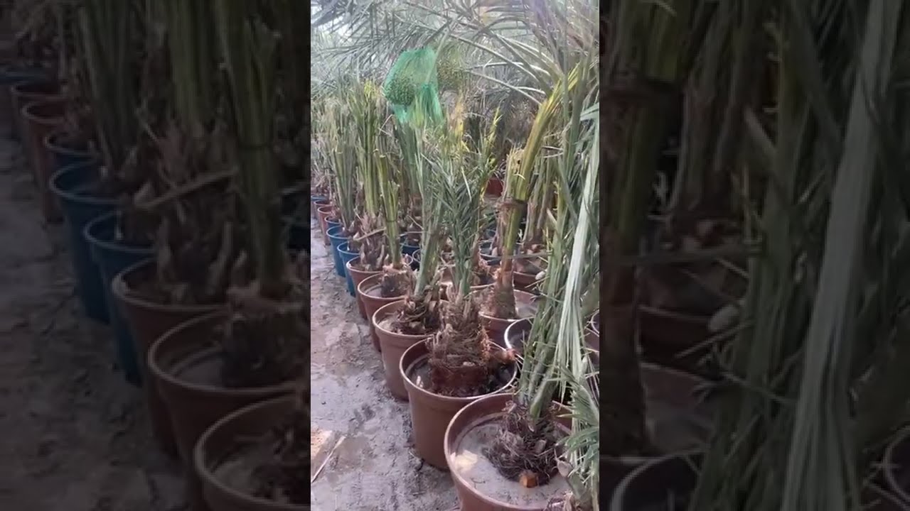 معلومات مهمة حول الفسائل والجدوى الاقتصادية لمزارع النخيل