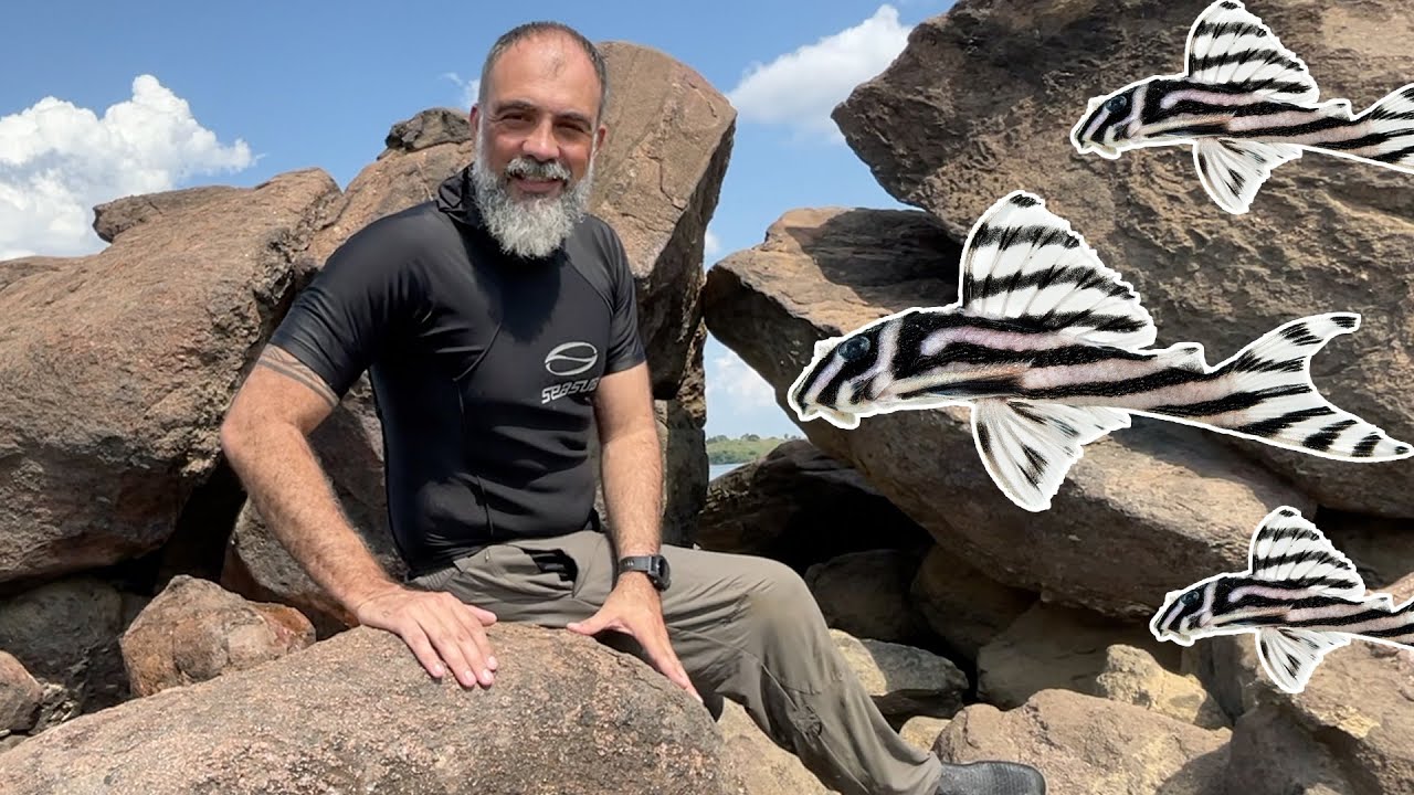 Mergulhando com cascudo-zebra nas águas do XINGU