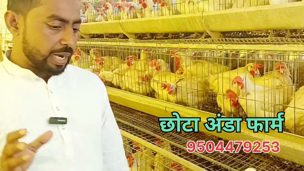 Small leayr poltry farming बिहार के किसानो के लिए कम लागत मे अच्छा मुनाफा वाला बिजनेस। #trending 