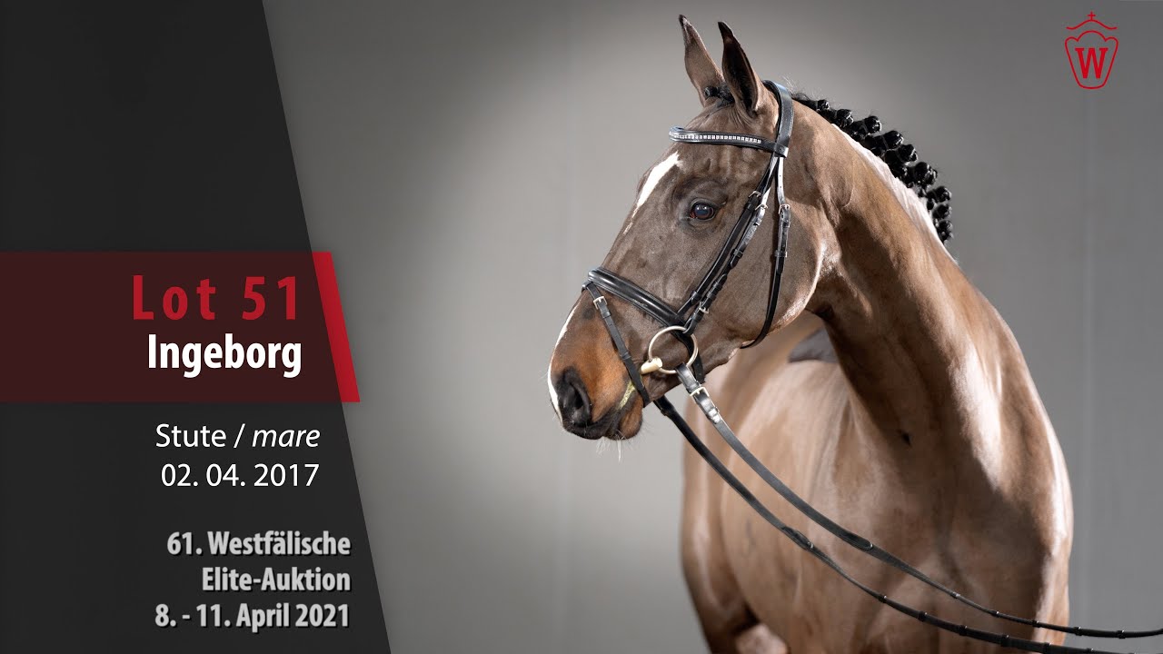 61. Westf&auml;lische Elite-Auktion Lot 51 Ingeborg Stute v. I'm Special de Muze - Coriano