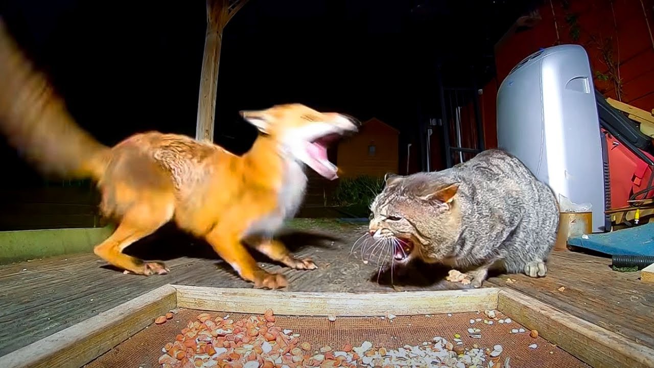 Chats Énervés VS Animaux Sauvages Filmés
