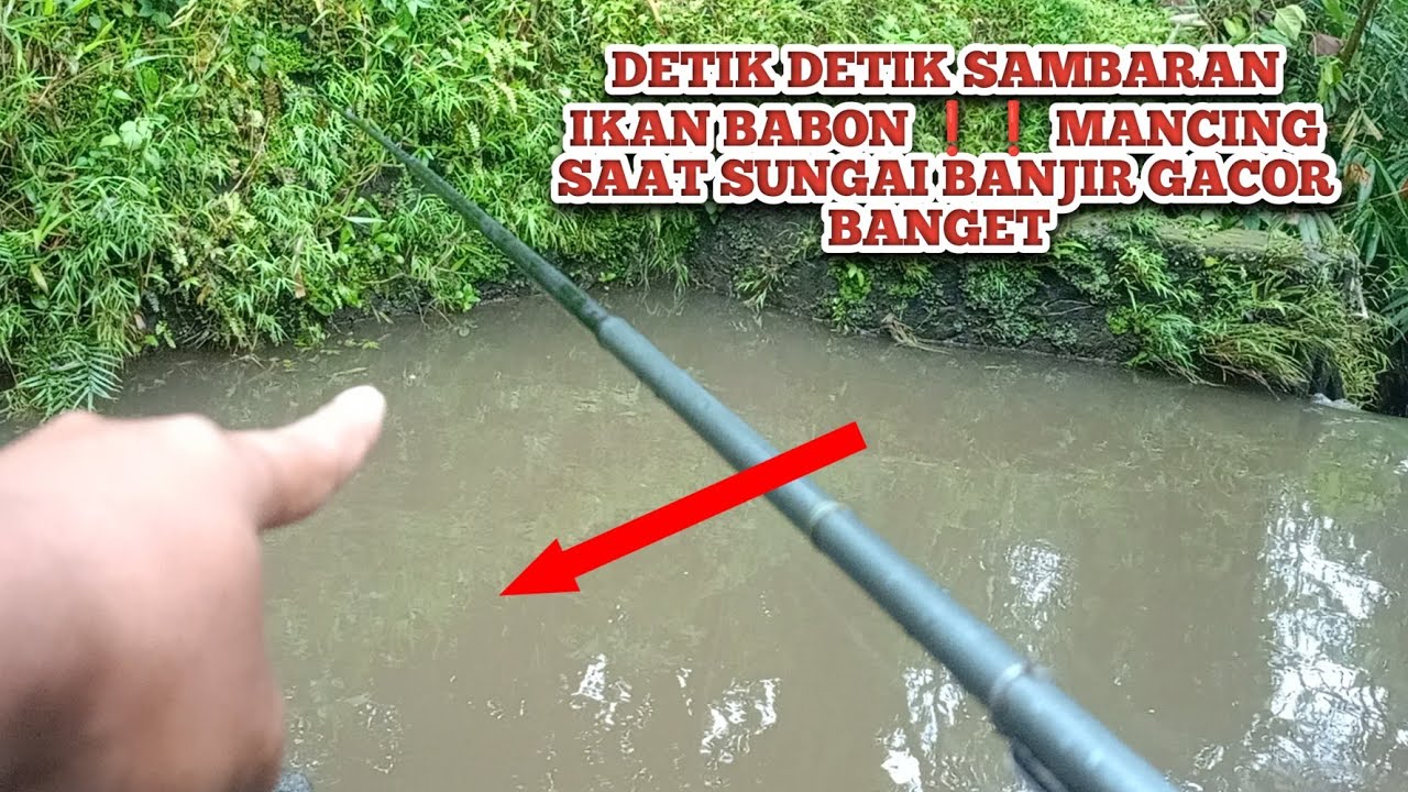 MANCING SAAT BANJIR BESAR ⁉️ DETIK DETIK SAMBARAN IKAN BABON❗❗SPOT MANCING PALING GACOR DAN NOL NIL