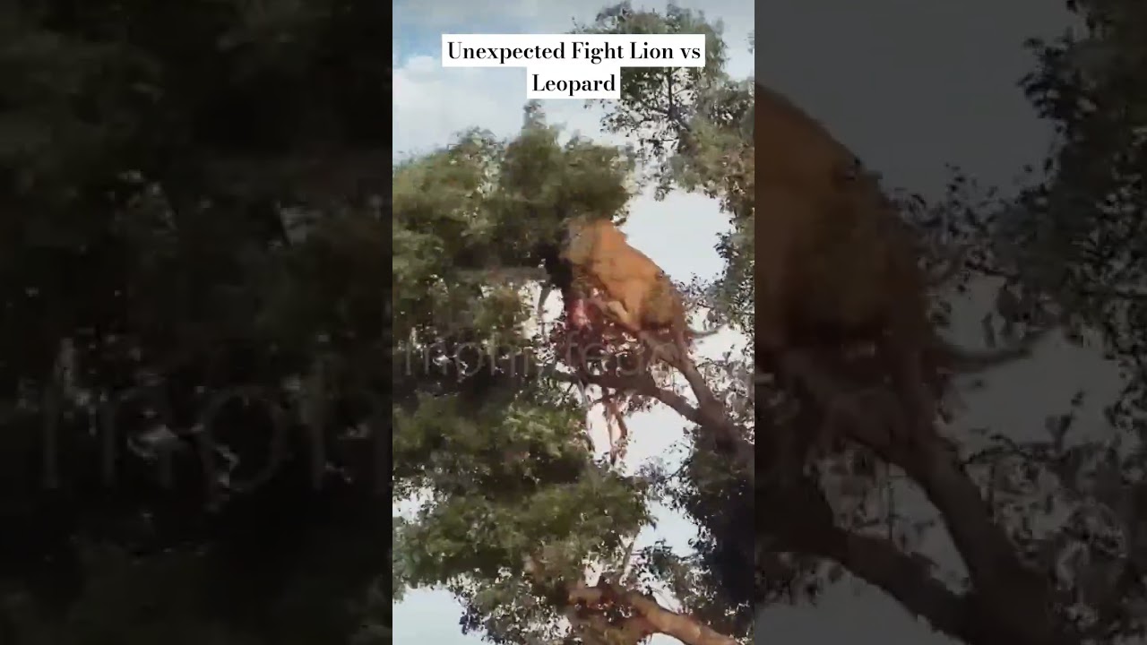 Unexpected Tiger Vs Leopard Real Fight on the Tree | Leopard Runaway #tiger #leopard #wildafrica