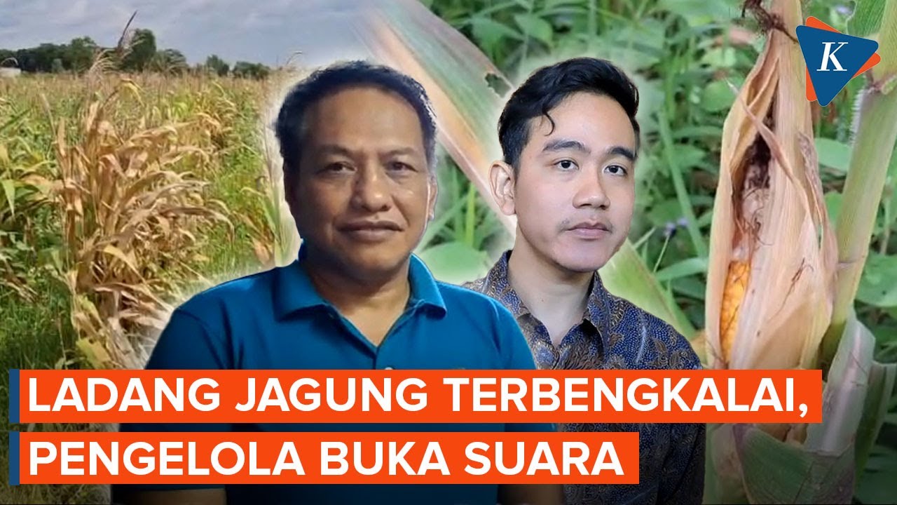 Ladang Jagung yang Dulu Diresmikan Gibran, Kondisinya Dipenuhi Rumput Liar dan Terbengkalai