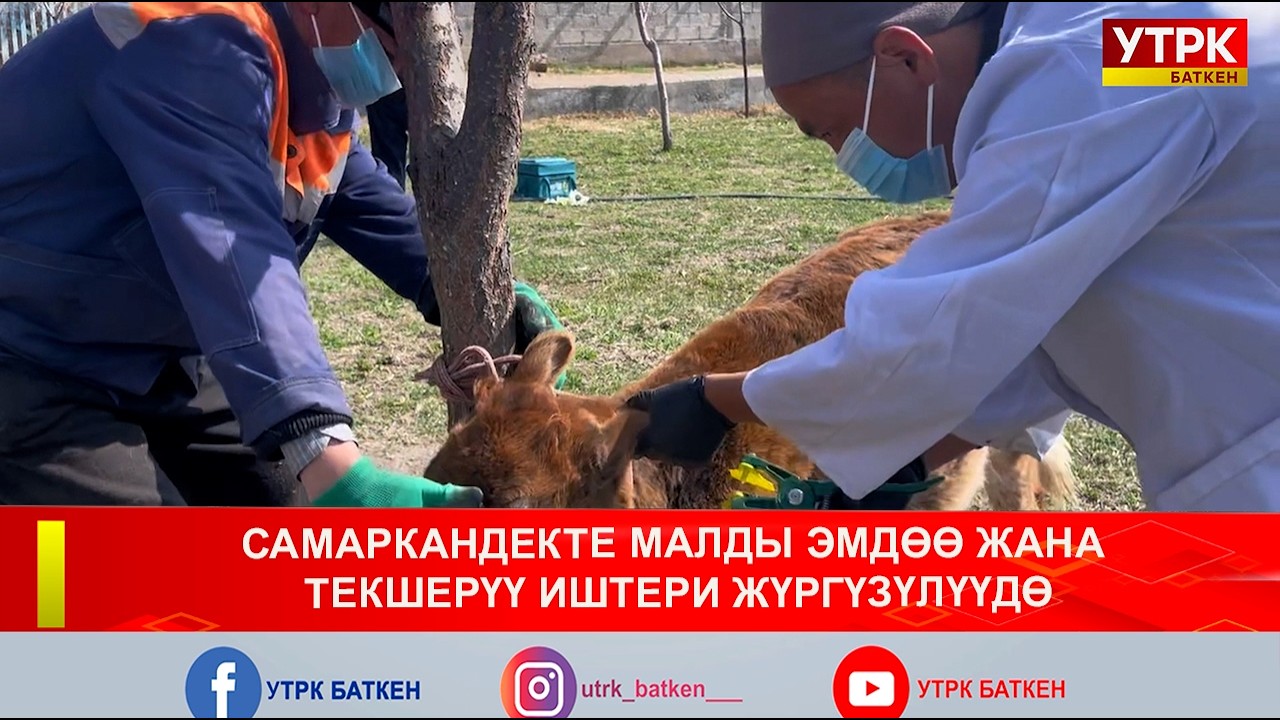 САМАРКАНДЕКТЕ МАЛДЫ ЭМДӨӨ ЖАНА ТЕКШЕРҮҮ ИШТЕРИ ЖҮРГҮЗҮЛҮҮДӨ