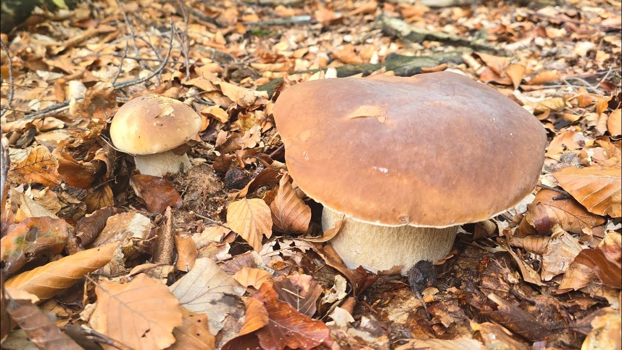 FUNGHI PORCINI | Tempo reale! Quota 1350