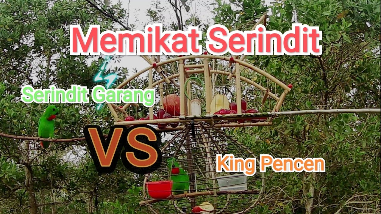 Edisi Memikat Serindit || Serindit Liar Garang VS King Pencen Full Video || Berhasil Atau Tidak ???