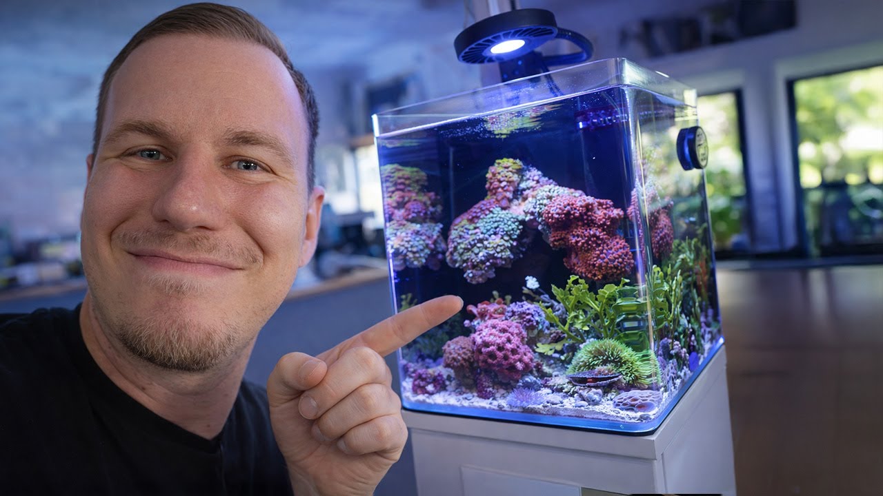 So sieht ein NANO-MEERWASSERAQUARIUM nach 400 Tagen wirklich aus!