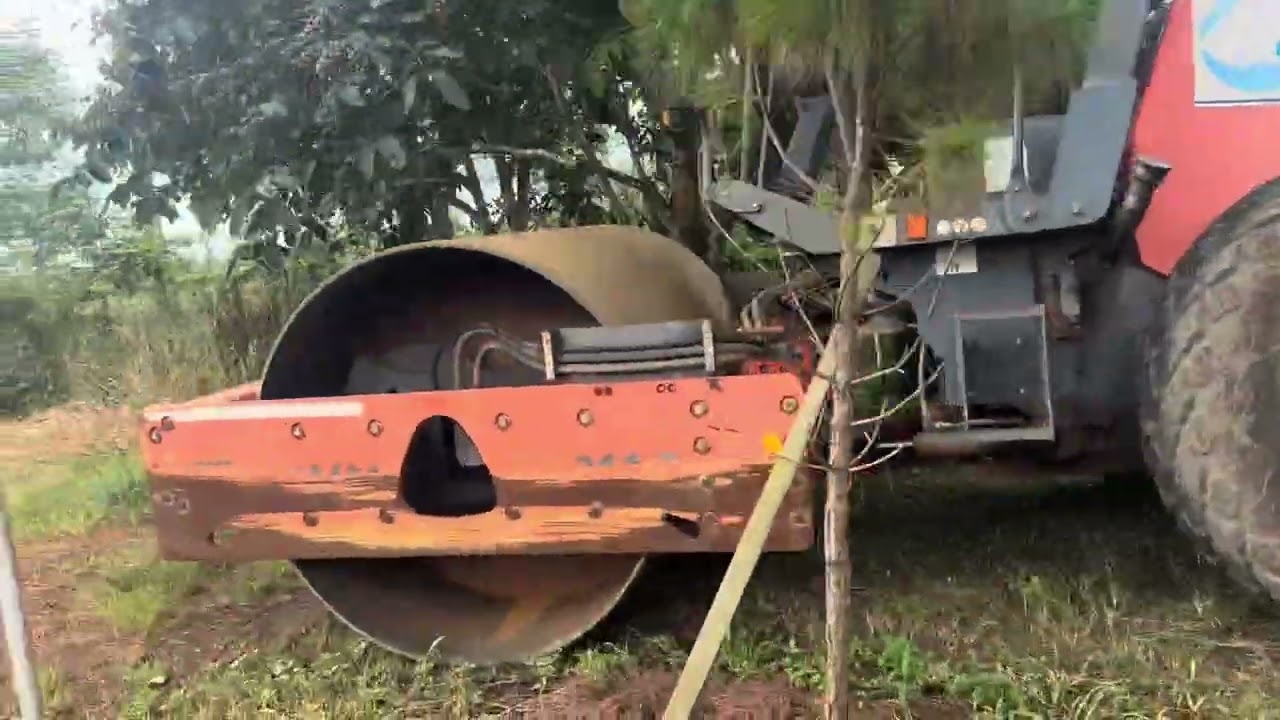 Hàng thông trăm tuổi pleiku Gia Lai 
