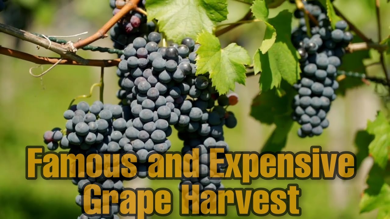 Famous and Expensive Grape Harvest.