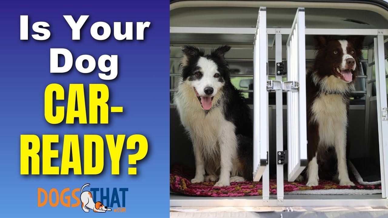 Dog-Friendly Road Trips: Top Tips For Car Travel Safety And Fun