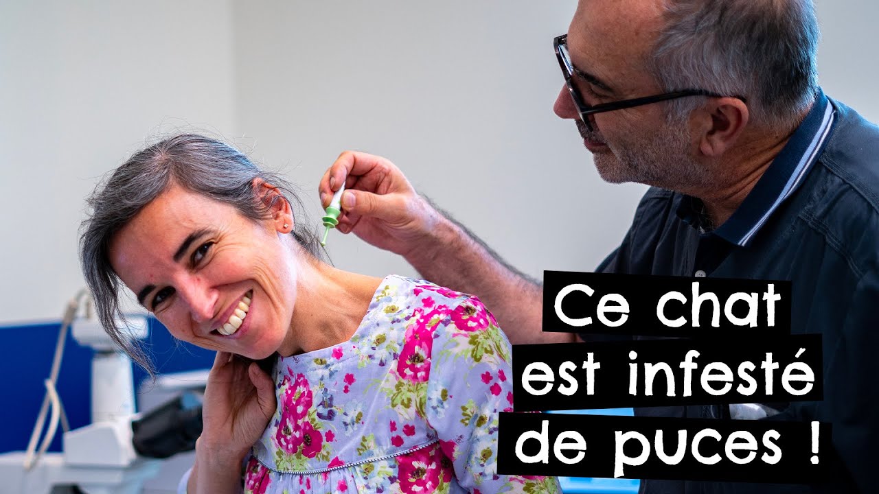Ce chat est infesté de puces ! 🐱