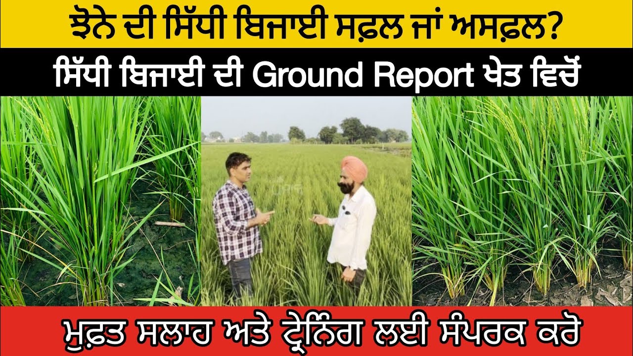 ਝੋਨੇ ਦੀ ਸਿੱਧੀ ਬਿਜਾਈ ਸਫ਼ਲ ਜਾਂ ਅਸਫ਼ਲ? ਸਿੱਧੀ ਬਿਜਾਈ ਦੀ Ground Report ਖੇਤ ਵਿਚੋਂ।