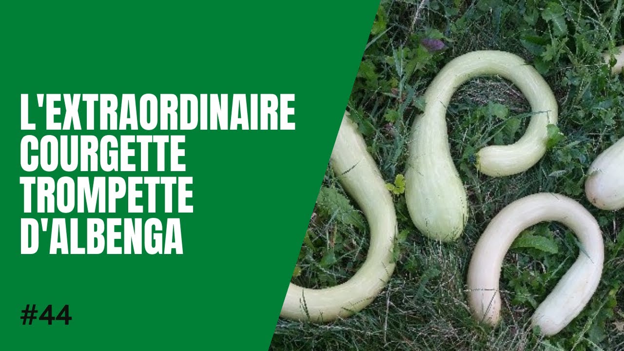 #44-L'extraordinaire courge trompette d'Albenga