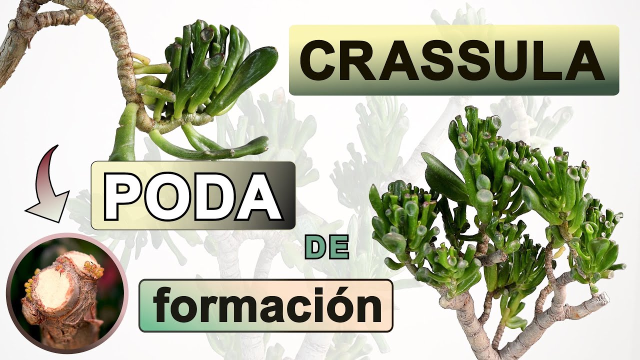 Crassula ovata PODA de FORMACIÓN ✂️|  ¿CÓMO dar FORMA DE ARBOLITO? 🌳|  SANEAR tallos que CRECEN MAL