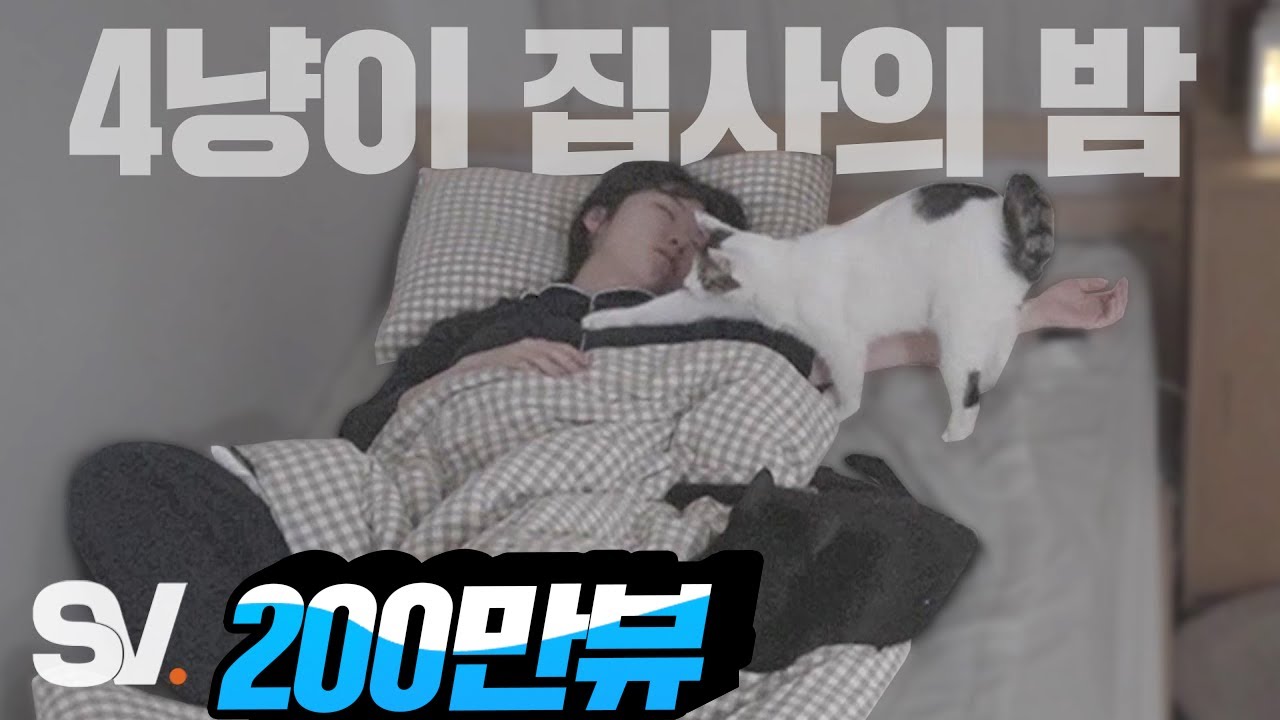 ENG) 집사가 잘 때 고양이들이 보인 행동 (feat. 집사 울린 4냥이의 밤) [모두가 잠든 밤]