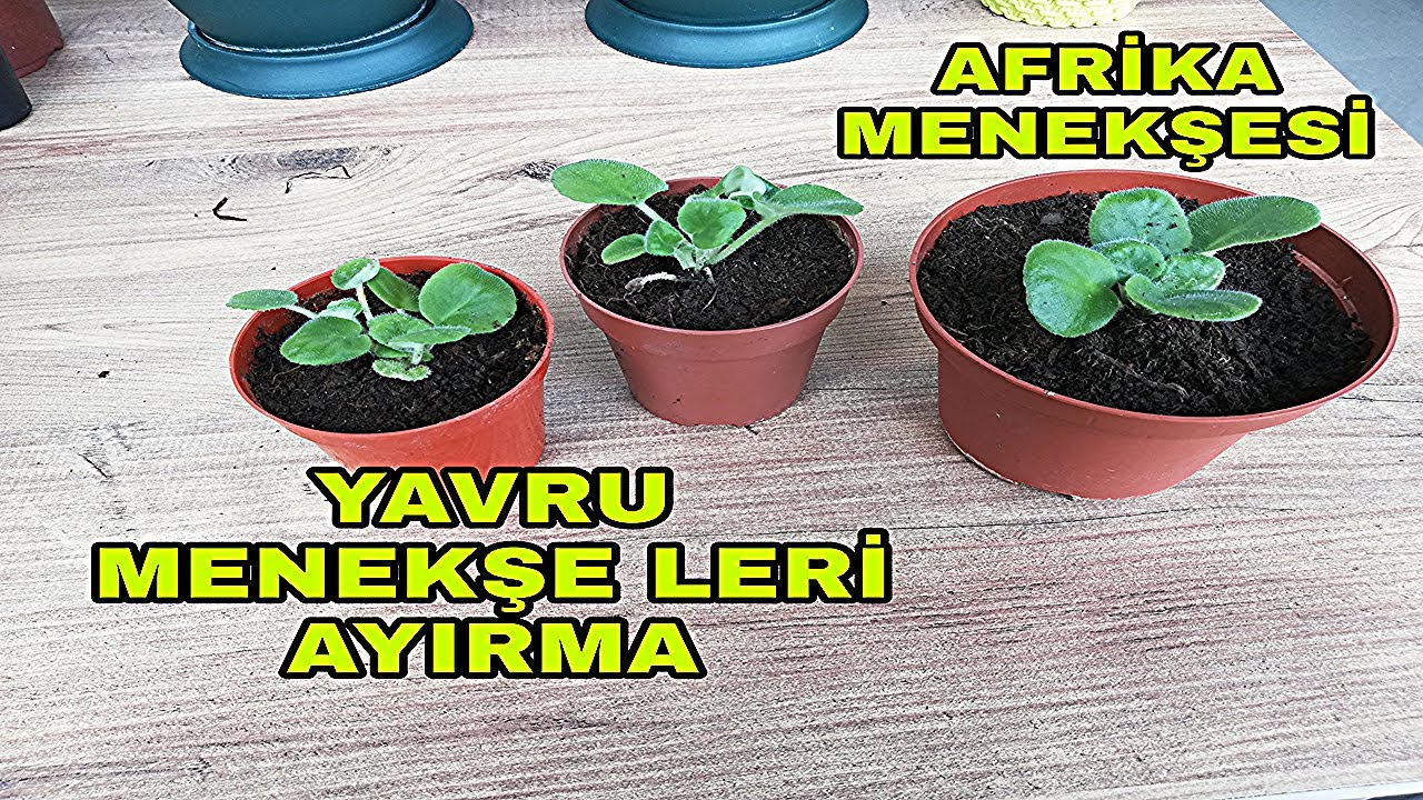 Menekşe yavru ayırma nasıl olur?
