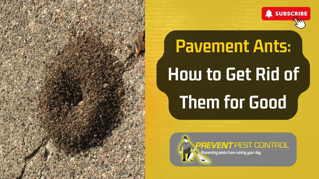 Pavement Ants: How to Get Rid of Them for Good