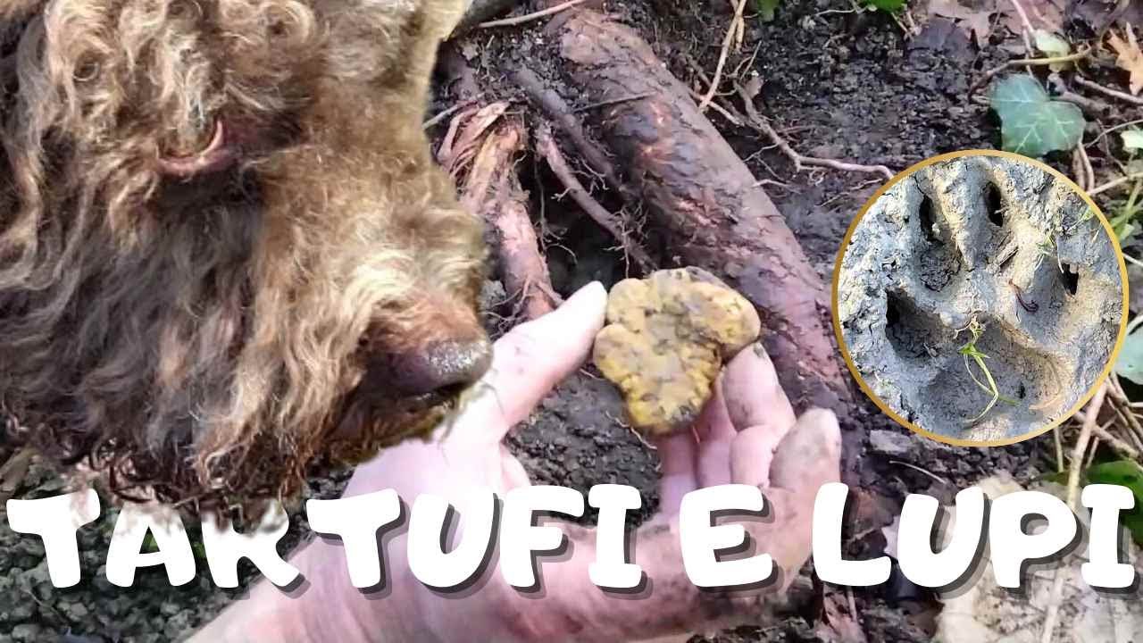 TARTUFO BIANCO 2024 TARTUFI DISPETTOSI IN UN POSTO DA LUPI CON ARCHIE