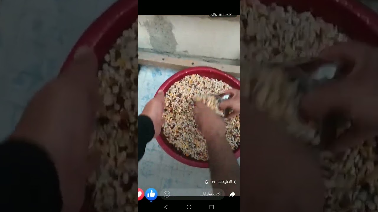 تصوير حمام أبطال  ذي قار البطل جراح ابو حنين والأخ قاسم مشرف وجاسم مشرف أبطال وعمالقة الحمام الزاجل