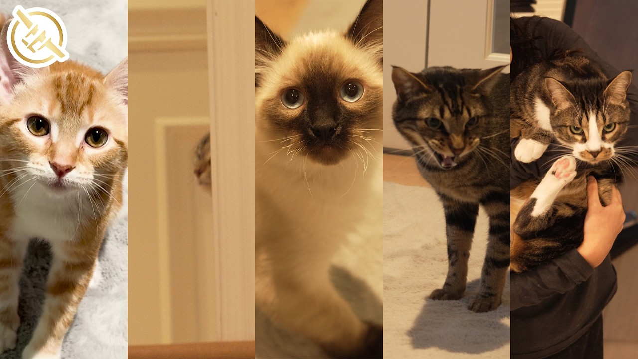 Meet Linus' and Yvonne's FIVE cats