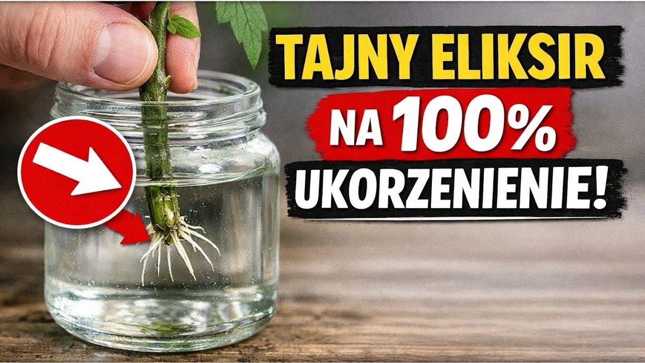 Producenci ukorzeniaczy BŁAGAJĄ o usunięcie tego filmu! Domowy eliksir za grosze na stuprocentowe u