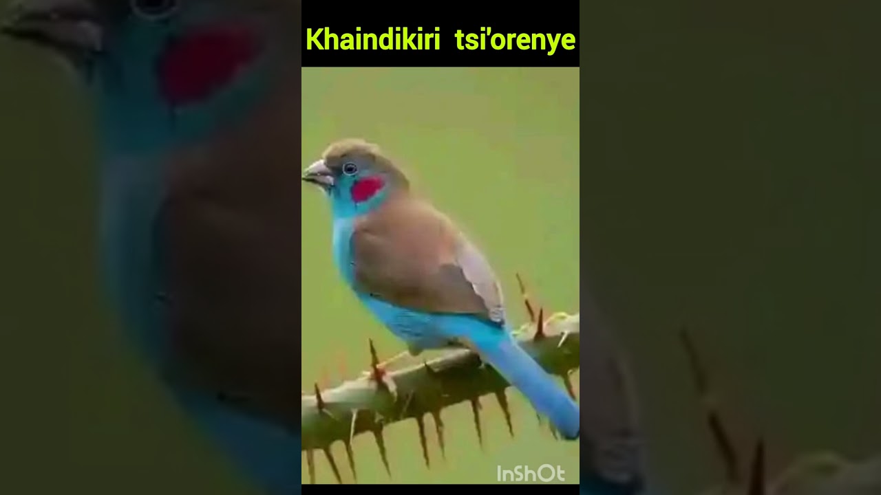 KHAINDIKIRI TSI'ORENYE 