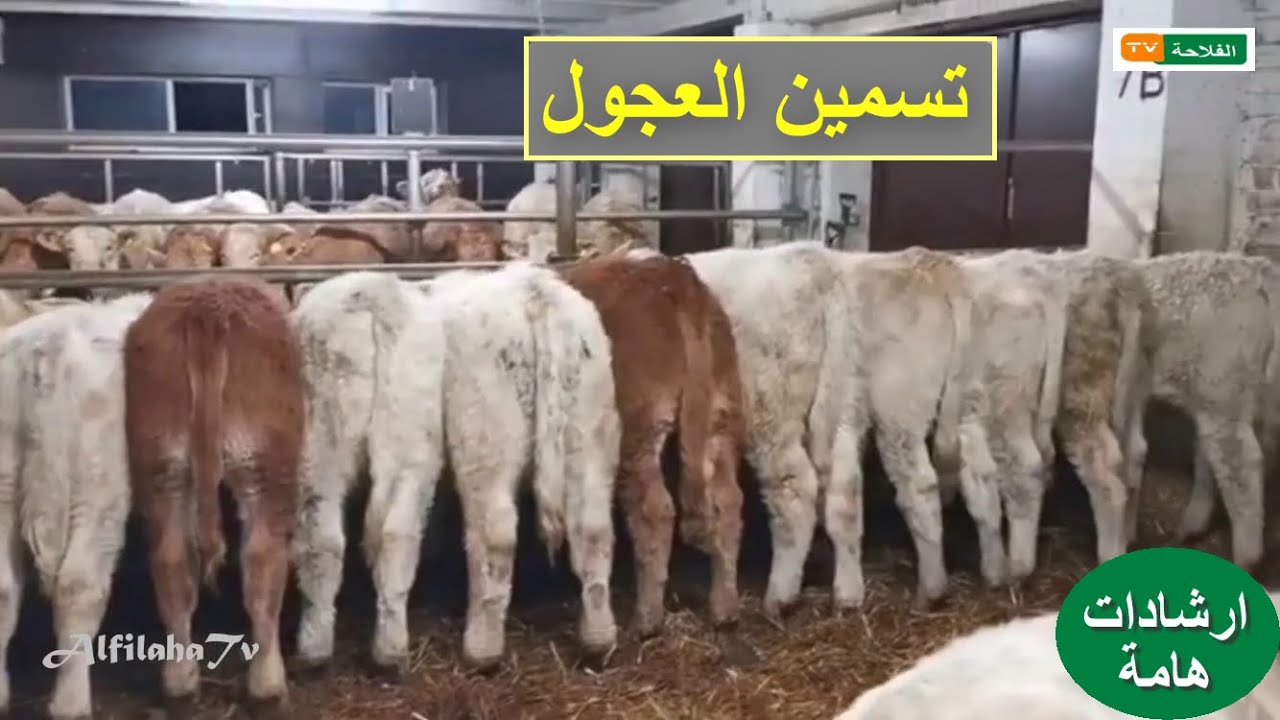 دراسة مشروع تسمين العجول | نصائح وارشادات مهمة (الجزء الأول)