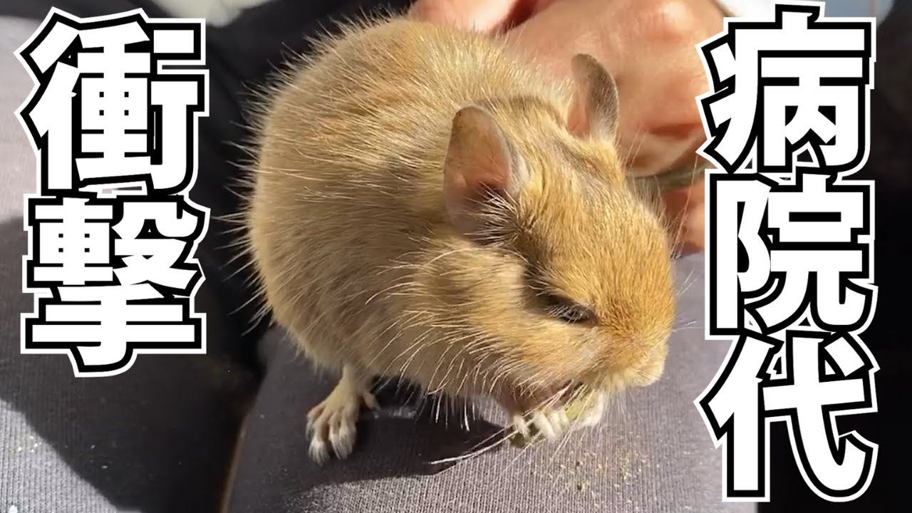 【デグー】これまで2年間でかかった病院代が衝撃の額だった&hellip;