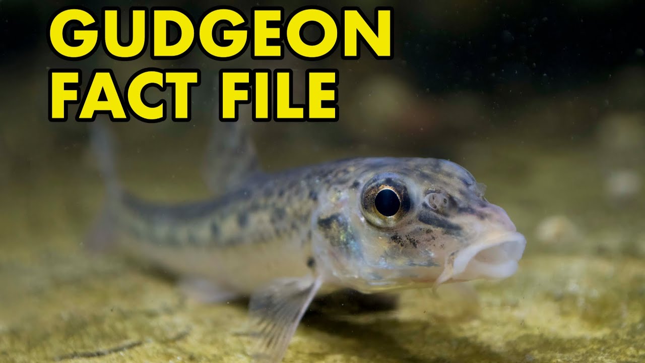 Gudgeon: Fact File (British Wildlife Facts)