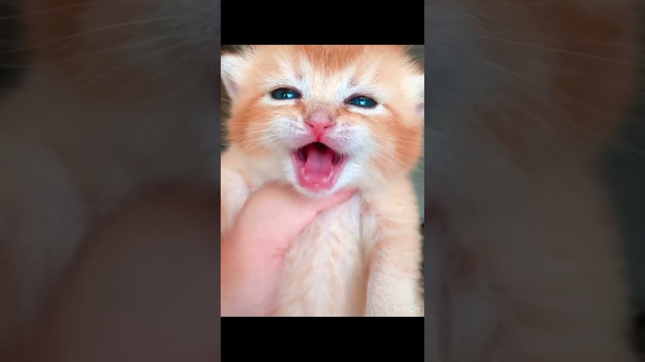 kitten said 