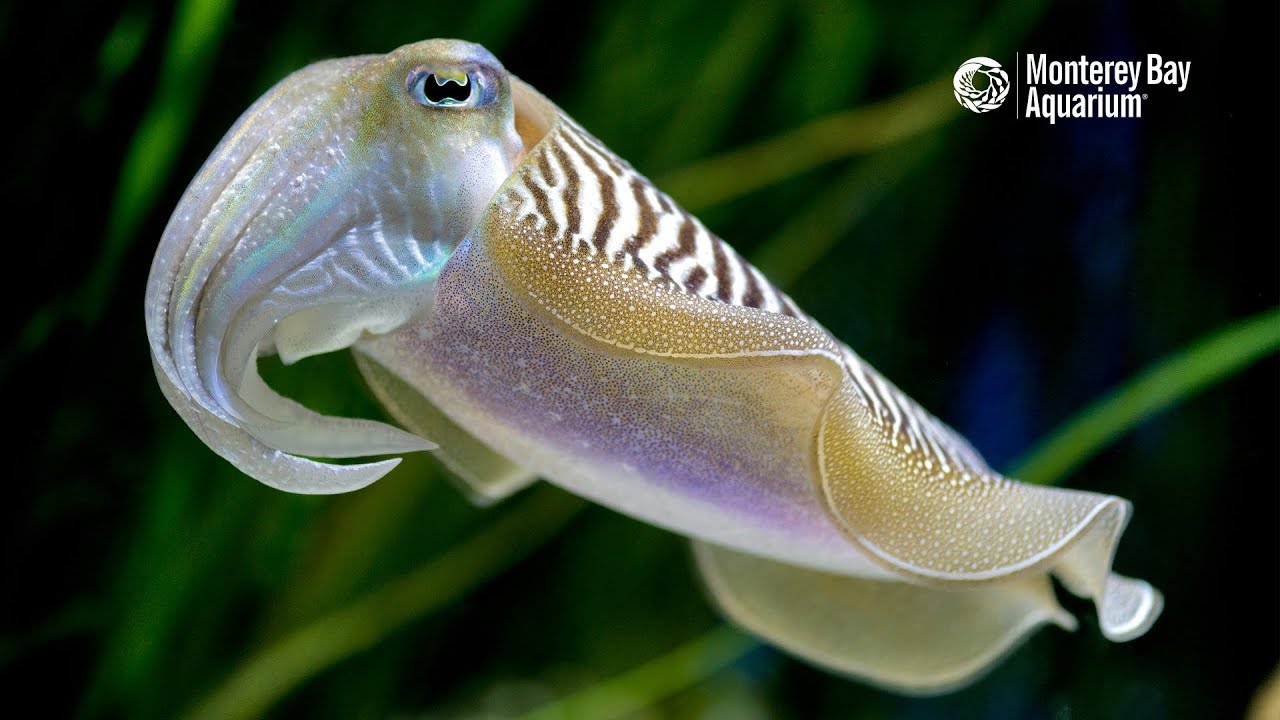 Common Cuttlefish Are Anything But Ordinary...