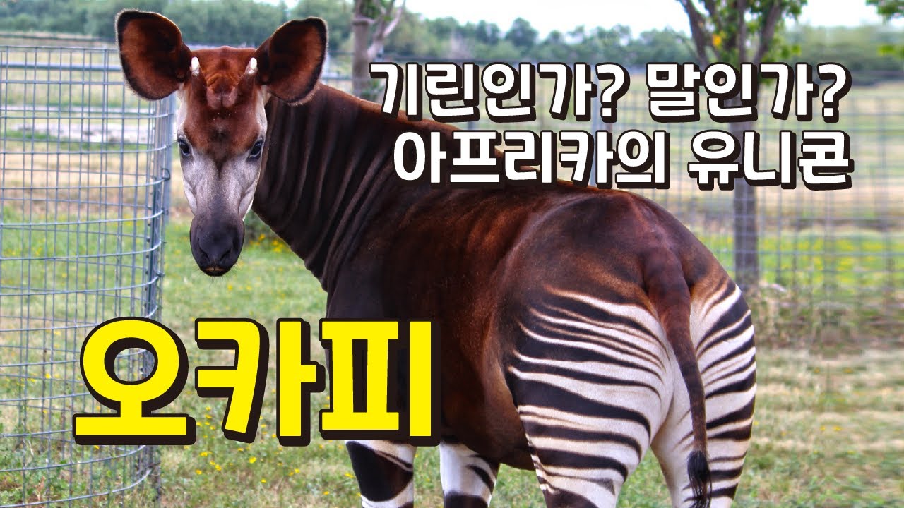오카피의 특징과 분류, 멸종위기 이유