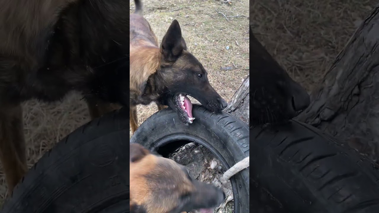 luckybob&sunsea #malinois #malinoismonday #k9 #k9master #belgianmalinios