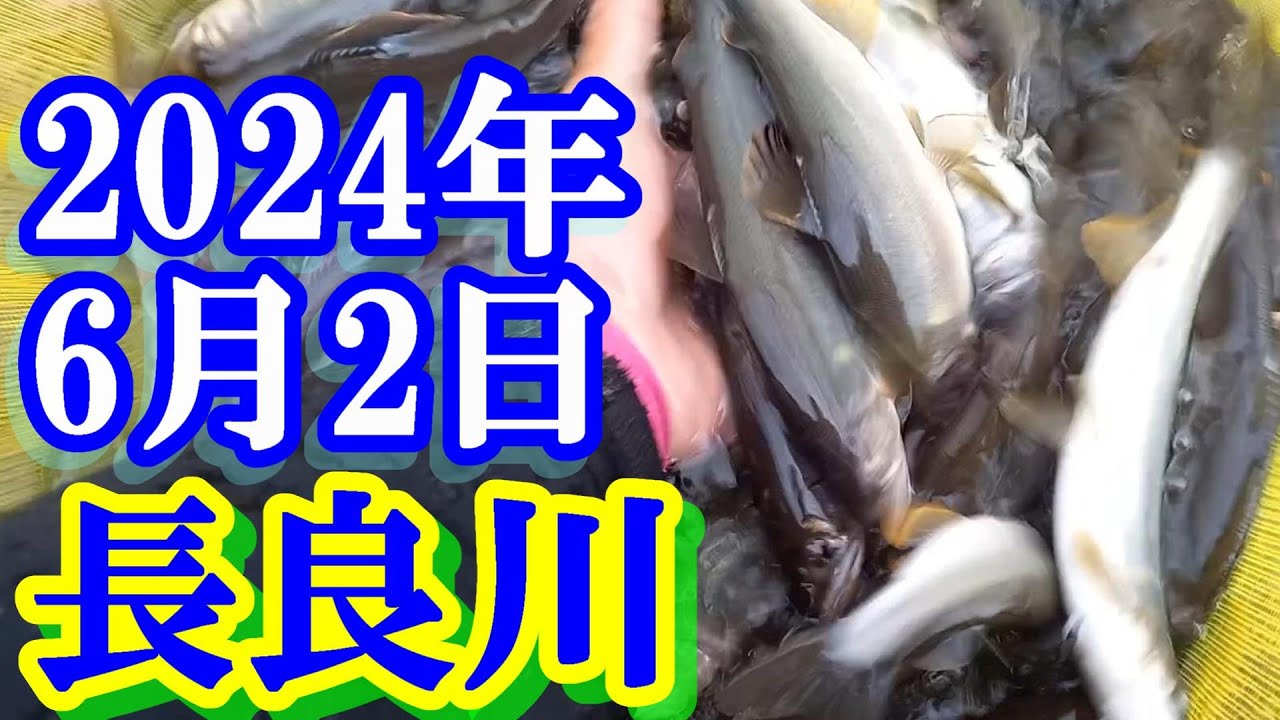 鮎釣り 15cm高白川で残り垢狙い 歩木島大橋の下の橋上下 長良川郡上 2024年