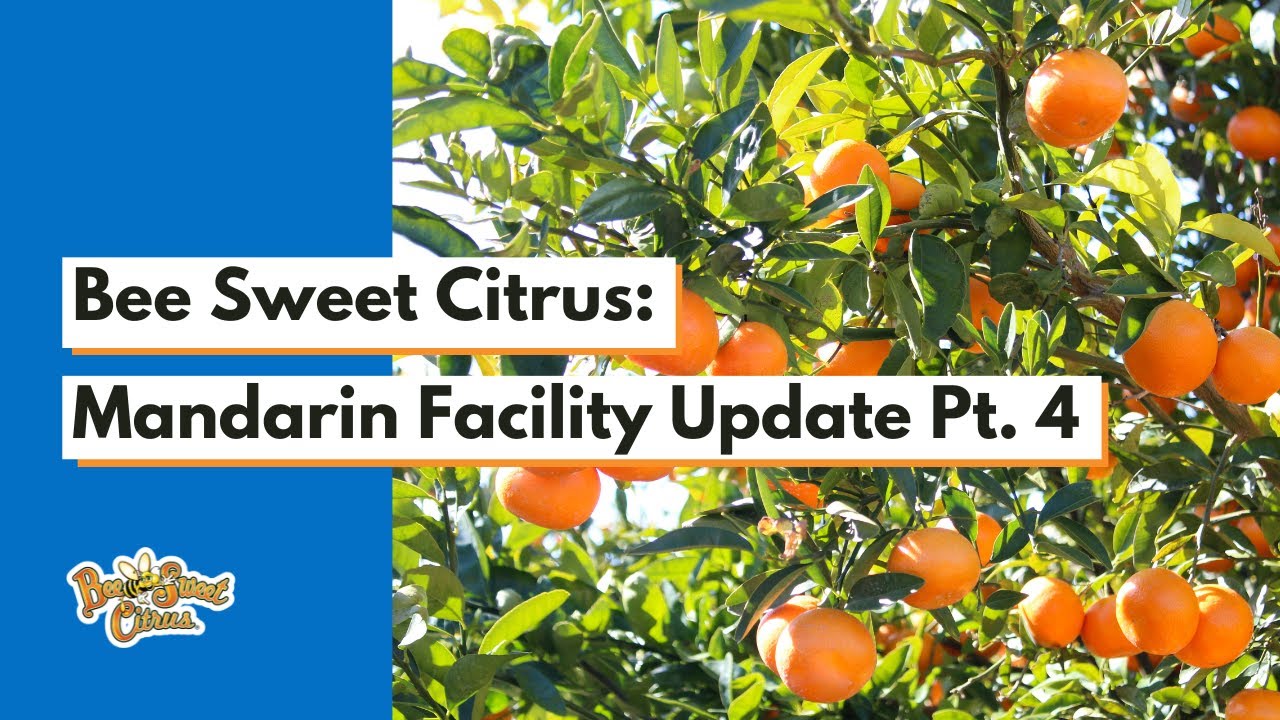 Bee Sweet Citrus: Mandarin Facility Update Pt. 4