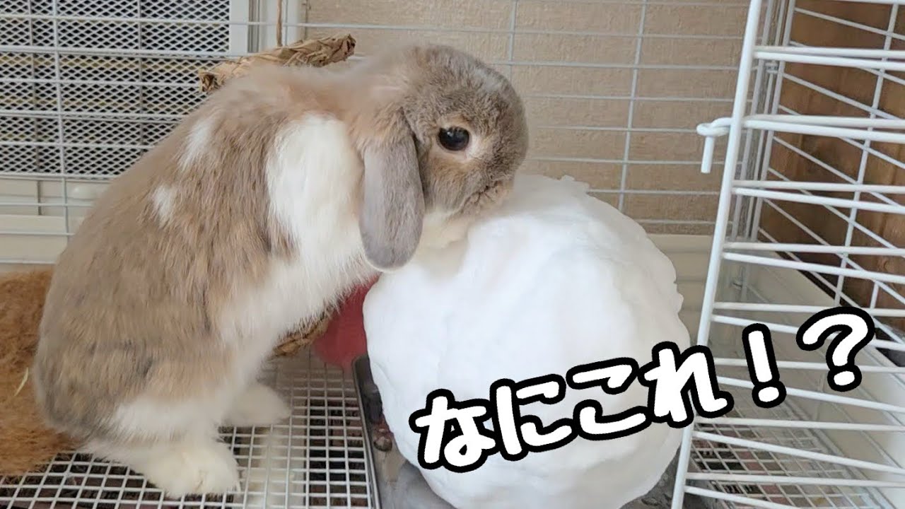 初めての雪体験がかわいすぎました！#1438