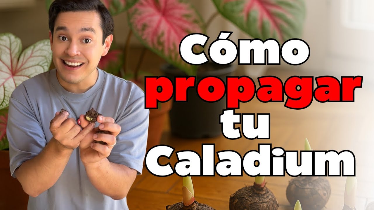 Cómo Propagar y Podar tus Caladiums - Guía completa con la Reina Plantil
