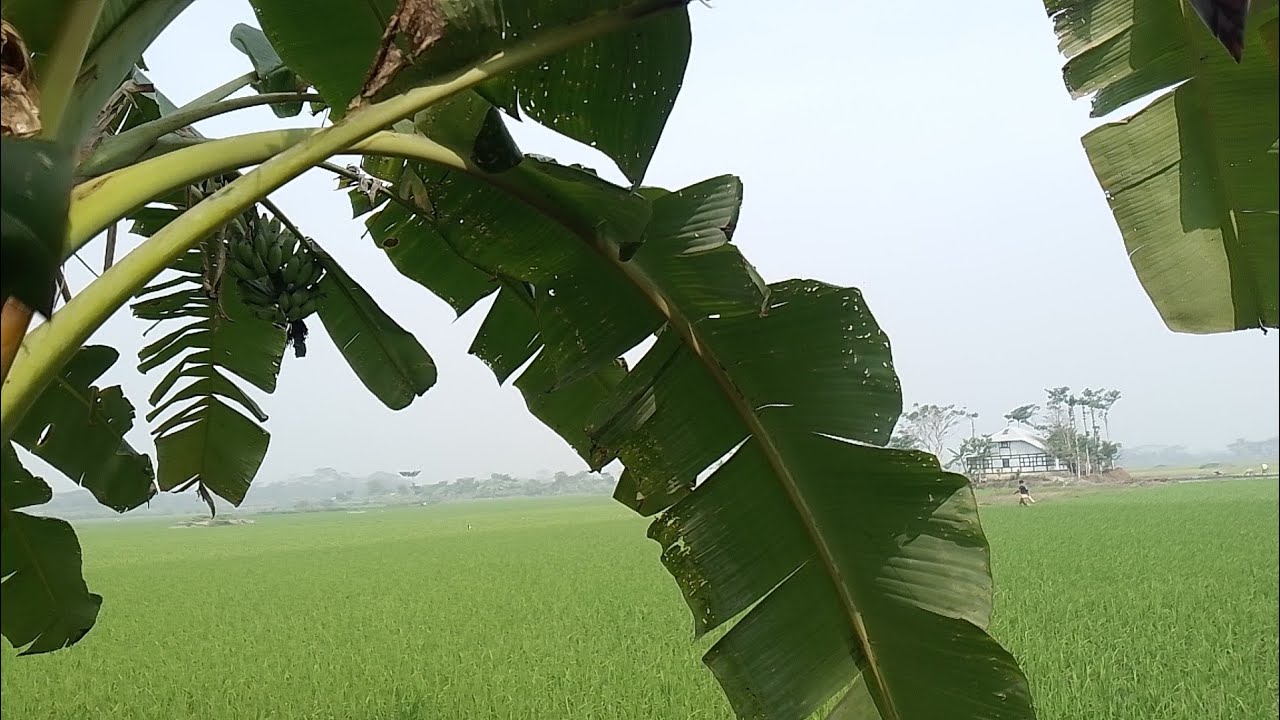 বিলের ধানের ব্লগ ভিডিও।। #ভাইরাল_ভিডিও #vairalvideo @Foodbloglucky342 