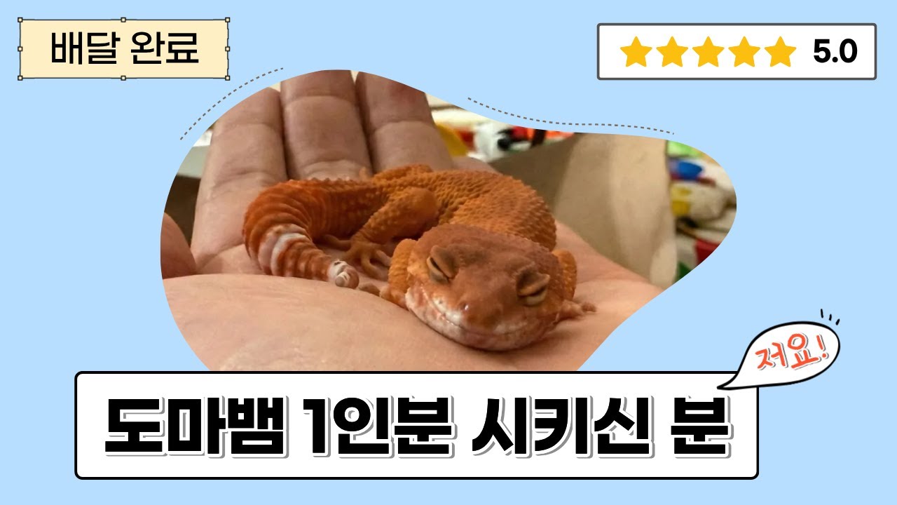 레오파드 게코를 손 위에서 재워보자! 😴