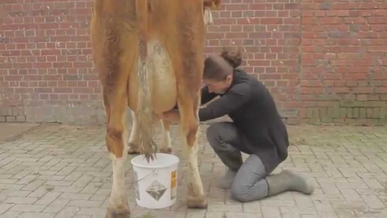Jacklin - mein Traum ein Kuh zu melken - how to milk a cow - koe melken