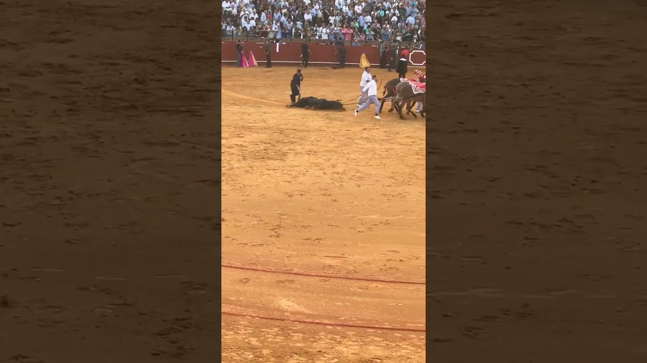 Check out this  Bull fighting tradition in Spain !