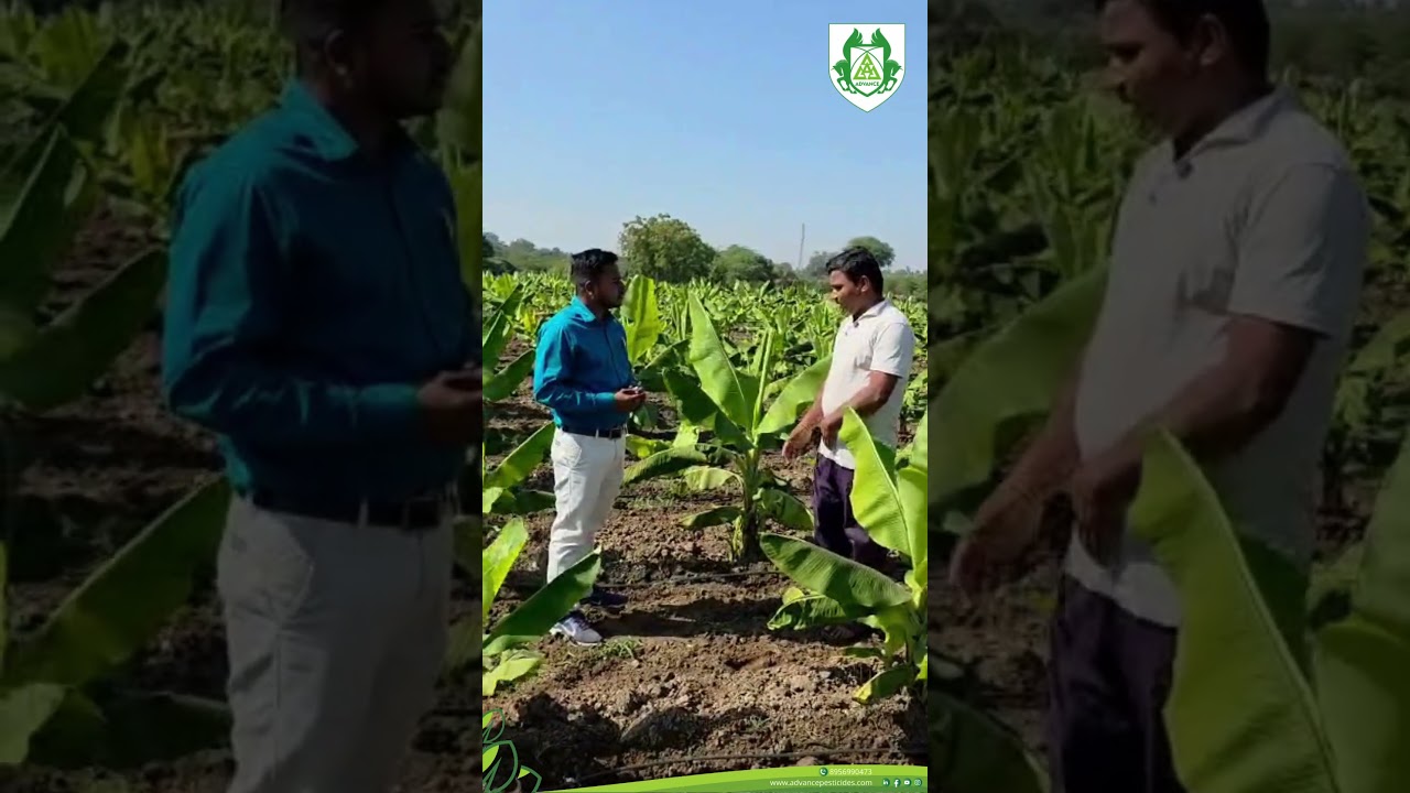🍌 सुदर्शन पाटीलांच्या केळीला आला नैसर्गिक बहर! 🌿✨#agriculture #soilhealth  #banana