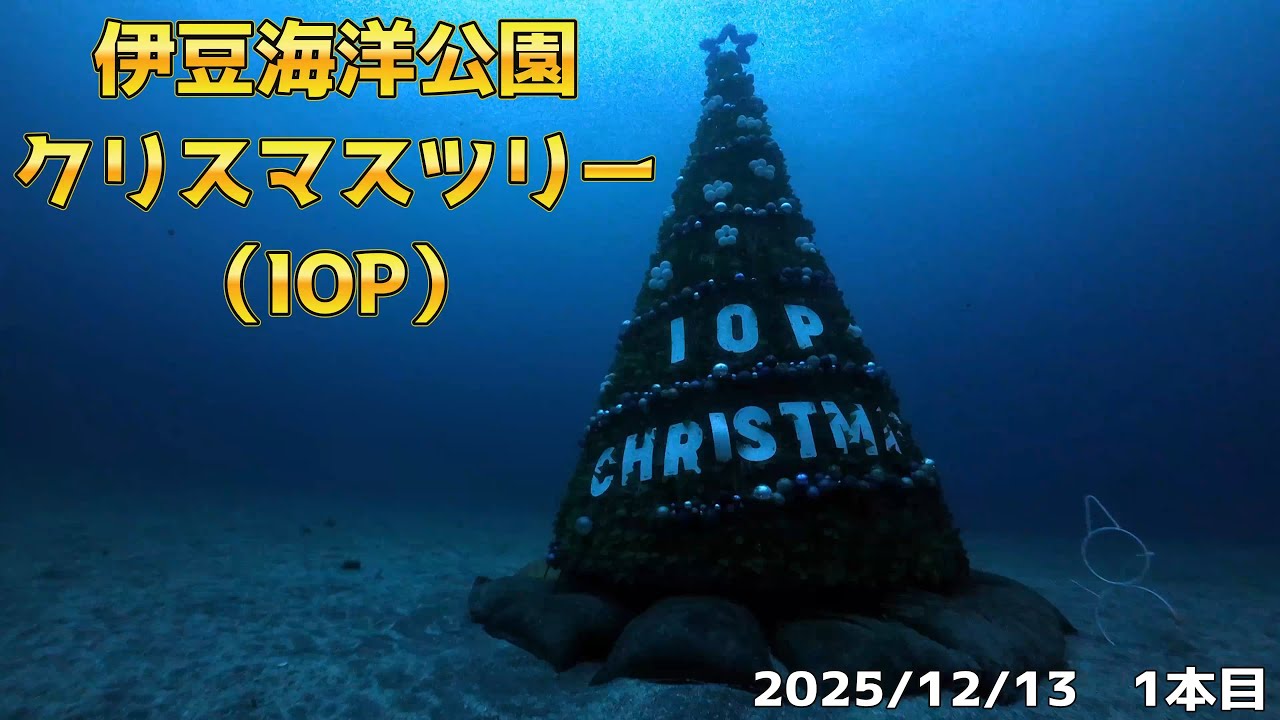 INONワイコン撮影！伊豆海洋公園（IOP）のクリスマスツリーを見てきました！　[伊豆ダイビング/伊豆海洋公園/IOP/バディダイビング/ビーチダイビング/スキューバダイビングvlog]