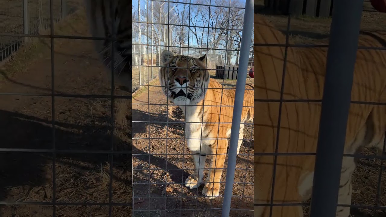 Lakota the Ti-Liger