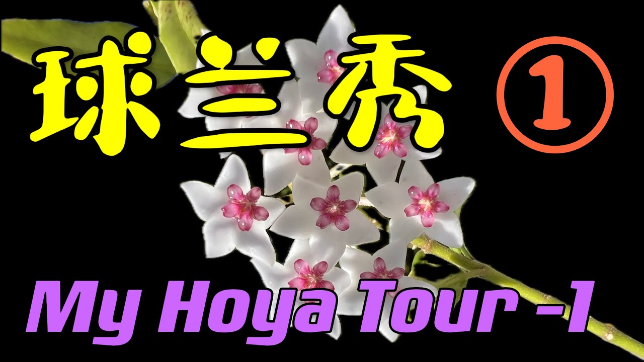 我的球兰秀 第一部分  My Hoya Tour - Part one    206