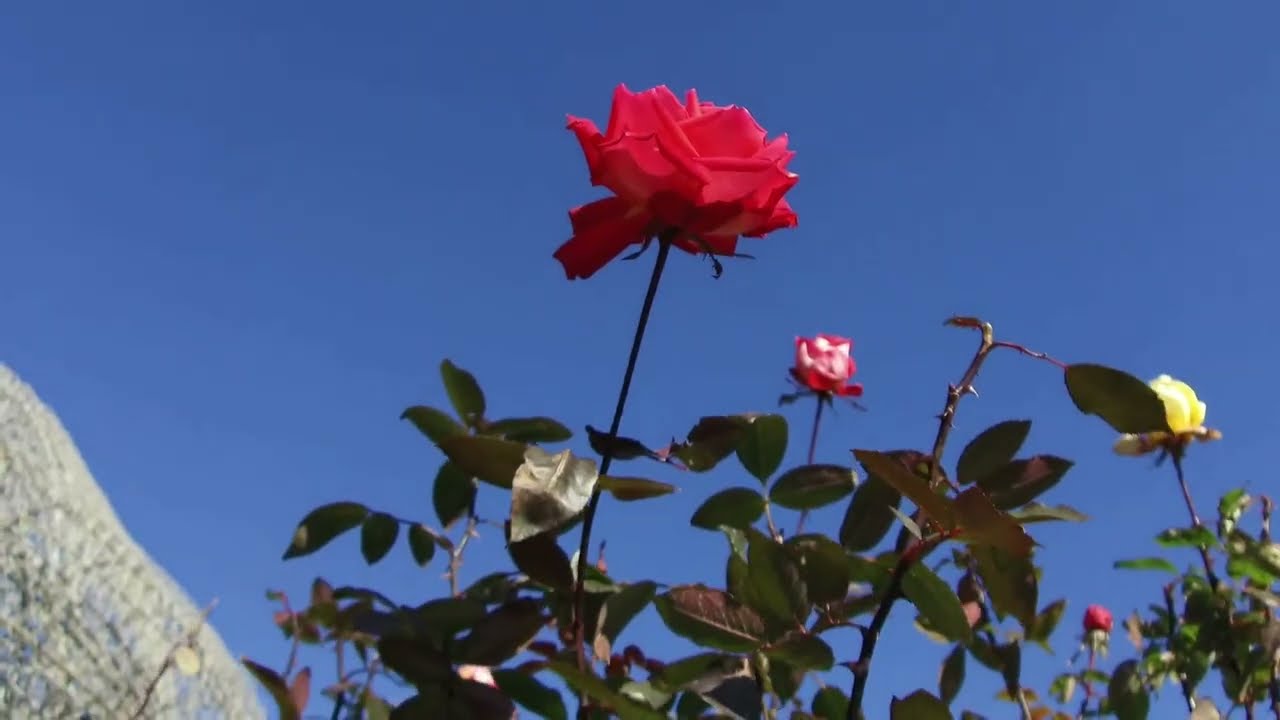 2026-01-09 小田原フラワーガーデン/冬に咲く薔薇